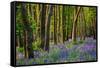 Bluebells, High Littleton Woods, Somerset, England, United Kingdom, Europe-Bill Ward-Framed Stretched Canvas
