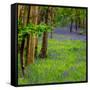 Bluebells, High Littleton Woods, Somerset, England, United Kingdom, Europe-Bill Ward-Framed Stretched Canvas