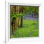 Bluebells, High Littleton Woods, Somerset, England, United Kingdom, Europe-Bill Ward-Framed Photographic Print