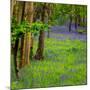 Bluebells, High Littleton Woods, Somerset, England, United Kingdom, Europe-Bill Ward-Mounted Photographic Print