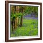 Bluebells, High Littleton Woods, Somerset, England, United Kingdom, Europe-Bill Ward-Framed Photographic Print