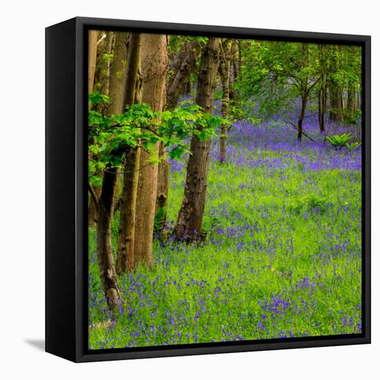 Bluebells, High Littleton Woods, Somerset, England, United Kingdom, Europe-Bill Ward-Framed Stretched Canvas