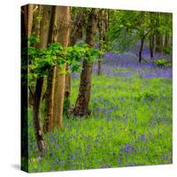 Bluebells, High Littleton Woods, Somerset, England, United Kingdom, Europe-Bill Ward-Stretched Canvas