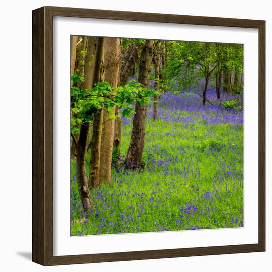 Bluebells, High Littleton Woods, Somerset, England, United Kingdom, Europe-Bill Ward-Framed Photographic Print