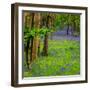 Bluebells, High Littleton Woods, Somerset, England, United Kingdom, Europe-Bill Ward-Framed Photographic Print