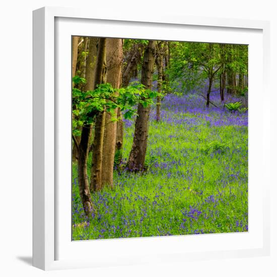Bluebells, High Littleton Woods, Somerset, England, United Kingdom, Europe-Bill Ward-Framed Photographic Print