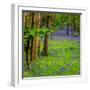 Bluebells, High Littleton Woods, Somerset, England, United Kingdom, Europe-Bill Ward-Framed Photographic Print