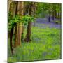 Bluebells, High Littleton Woods, Somerset, England, United Kingdom, Europe-Bill Ward-Mounted Photographic Print