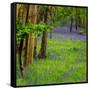 Bluebells, High Littleton Woods, Somerset, England, United Kingdom, Europe-Bill Ward-Framed Stretched Canvas