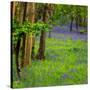 Bluebells, High Littleton Woods, Somerset, England, United Kingdom, Europe-Bill Ward-Stretched Canvas