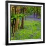 Bluebells, High Littleton Woods, Somerset, England, United Kingdom, Europe-Bill Ward-Framed Photographic Print