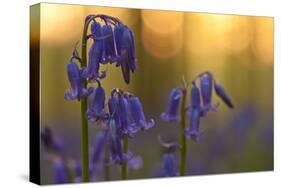 Bluebells (Hyacinthoides Non-Scripta - Endymion Non-Scriptum) in Flower, Hallerbos, Belgium-Biancarelli-Stretched Canvas