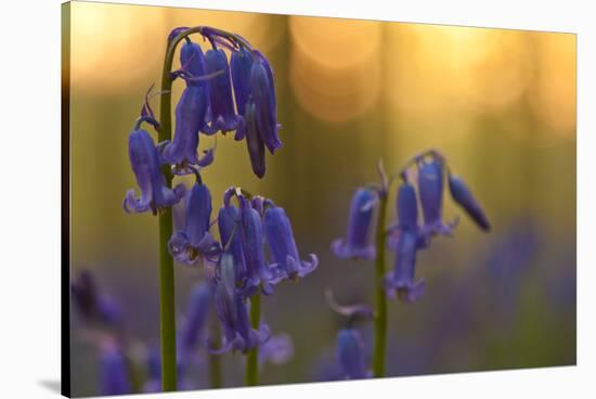 Bluebells (Hyacinthoides Non-Scripta - Endymion Non-Scriptum) in Flower, Hallerbos, Belgium-Biancarelli-Stretched Canvas