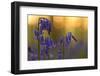 Bluebells (Hyacinthoides Non-Scripta - Endymion Non-Scriptum) in Flower, Hallerbos, Belgium-Biancarelli-Framed Photographic Print