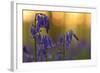 Bluebells (Hyacinthoides Non-Scripta - Endymion Non-Scriptum) in Flower, Hallerbos, Belgium-Biancarelli-Framed Photographic Print