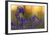 Bluebells (Hyacinthoides Non-Scripta - Endymion Non-Scriptum) in Flower, Hallerbos, Belgium-Biancarelli-Framed Photographic Print