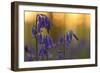 Bluebells (Hyacinthoides Non-Scripta - Endymion Non-Scriptum) in Flower, Hallerbos, Belgium-Biancarelli-Framed Photographic Print