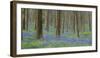 bluebells, Hyacinthoides nonscripta, Hallerbos, Belgium-Michael Jaeschke-Framed Photographic Print