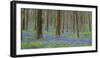 bluebells, Hyacinthoides nonscripta, Hallerbos, Belgium-Michael Jaeschke-Framed Photographic Print