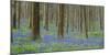 bluebells, Hyacinthoides nonscripta, Hallerbos, Belgium-Michael Jaeschke-Mounted Photographic Print