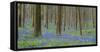 bluebells, Hyacinthoides nonscripta, Hallerbos, Belgium-Michael Jaeschke-Framed Stretched Canvas