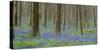 bluebells, Hyacinthoides nonscripta, Hallerbos, Belgium-Michael Jaeschke-Stretched Canvas