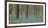 bluebells, Hyacinthoides nonscripta, Hallerbos, Belgium-Michael Jaeschke-Framed Photographic Print