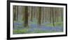 bluebells, Hyacinthoides nonscripta, Hallerbos, Belgium-Michael Jaeschke-Framed Photographic Print