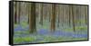 bluebells, Hyacinthoides nonscripta, Hallerbos, Belgium-Michael Jaeschke-Framed Stretched Canvas