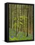 bluebells, Hyacinthoides nonscripta, Hallerbos, Belgium-Michael Jaeschke-Framed Stretched Canvas