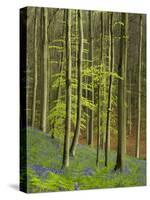 bluebells, Hyacinthoides nonscripta, Hallerbos, Belgium-Michael Jaeschke-Stretched Canvas