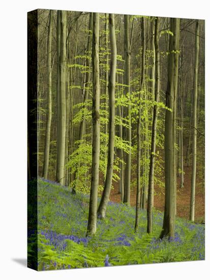 bluebells, Hyacinthoides nonscripta, Hallerbos, Belgium-Michael Jaeschke-Stretched Canvas