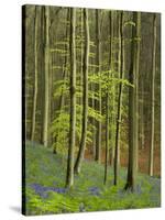 bluebells, Hyacinthoides nonscripta, Hallerbos, Belgium-Michael Jaeschke-Stretched Canvas