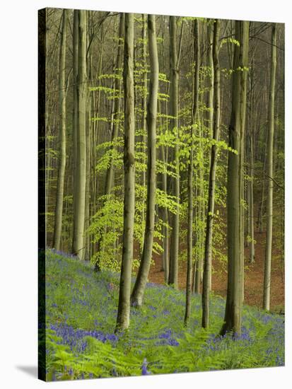 bluebells, Hyacinthoides nonscripta, Hallerbos, Belgium-Michael Jaeschke-Stretched Canvas