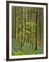 bluebells, Hyacinthoides nonscripta, Hallerbos, Belgium-Michael Jaeschke-Framed Photographic Print