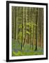 bluebells, Hyacinthoides nonscripta, Hallerbos, Belgium-Michael Jaeschke-Framed Photographic Print