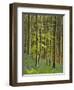 bluebells, Hyacinthoides nonscripta, Hallerbos, Belgium-Michael Jaeschke-Framed Photographic Print