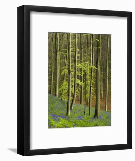 bluebells, Hyacinthoides nonscripta, Hallerbos, Belgium-Michael Jaeschke-Framed Photographic Print