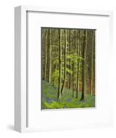 bluebells, Hyacinthoides nonscripta, Hallerbos, Belgium-Michael Jaeschke-Framed Photographic Print