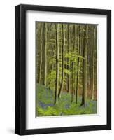 bluebells, Hyacinthoides nonscripta, Hallerbos, Belgium-Michael Jaeschke-Framed Photographic Print