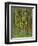 bluebells, Hyacinthoides nonscripta, Hallerbos, Belgium-Michael Jaeschke-Framed Photographic Print