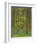 bluebells, Hyacinthoides nonscripta, Hallerbos, Belgium-Michael Jaeschke-Framed Photographic Print