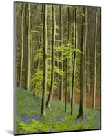 bluebells, Hyacinthoides nonscripta, Hallerbos, Belgium-Michael Jaeschke-Mounted Photographic Print