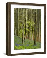 bluebells, Hyacinthoides nonscripta, Hallerbos, Belgium-Michael Jaeschke-Framed Photographic Print