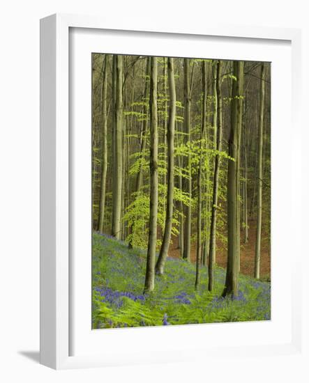 bluebells, Hyacinthoides nonscripta, Hallerbos, Belgium-Michael Jaeschke-Framed Photographic Print