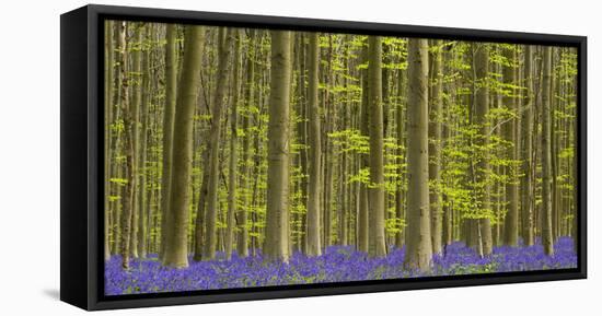 bluebells, Hyacinthoides nonscripta, Hallerbos, Brussels, Belgium-Michael Jaeschke-Framed Stretched Canvas