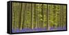 bluebells, Hyacinthoides nonscripta, Hallerbos, Brussels, Belgium-Michael Jaeschke-Framed Stretched Canvas