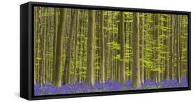 bluebells, Hyacinthoides nonscripta, Hallerbos, Brussels, Belgium-Michael Jaeschke-Framed Stretched Canvas