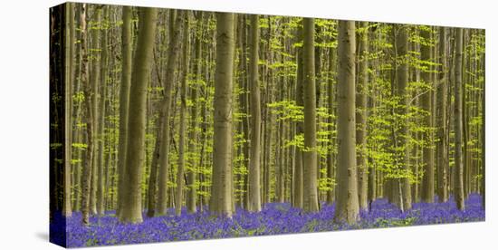 bluebells, Hyacinthoides nonscripta, Hallerbos, Brussels, Belgium-Michael Jaeschke-Stretched Canvas