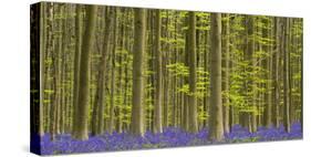 bluebells, Hyacinthoides nonscripta, Hallerbos, Brussels, Belgium-Michael Jaeschke-Stretched Canvas